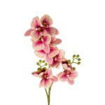 GloboStar® Artificial Garden CHAMPAGNE PINK ORCHID  BRANCH 21411 Τεχνητό Διακοσμητικό Κλαδί Σαμπανί Ορχιδέα Y70cm