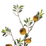 GloboStar® Artificial Garden YELLOW POMEGRANATE  FRUIT BRANCH 21445 Τεχνητό Διακοσμητικό Κίτρινη Κλαδί Ροδιά Y85cm