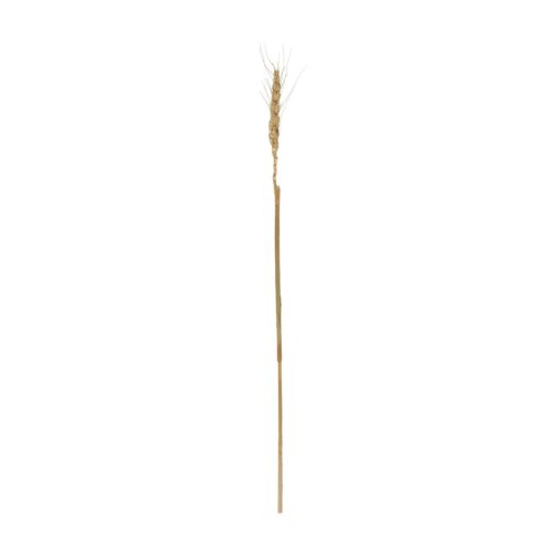 GloboStar® Artificial Garden REAL DRIED WHEAT GRASS 21488 Τεχνητό Διακοσμητικό Κλαδί Σιταριού Y30cm