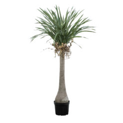 Alternative view of GloboStar® Artificial Garden BEAUCARNEA PALM TREE 20046 Τεχνητό Διακοσμητικό Φυτό Κυρτόφυλλος Μπουκαρνέα Υ165cm