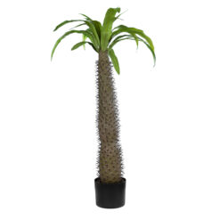 Alternative view of GloboStar® Artificial Garden PACHYPODIUM LAMEREI PALM TREE 20129 Τεχνητό Διακοσμητικό Φυτό Φοίνικας της Μαγαδασκάρης Υ105cm