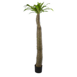 Alternative view of GloboStar® Artificial Garden PACHYPODIUM LAMEREI PALM TREE 20130 Τεχνητό Διακοσμητικό Φυτό Φοίνικας της Μαγαδασκάρης Υ175cm