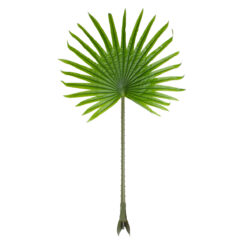 Alternative view of GloboStar® Artificial Garden SERENOA PALM LEAF 20172 Τεχνητό Διακοσμητικό Φύλο Φοινικόδεντρου Σερενόα Βεντάλια Π77 x Υ140cm