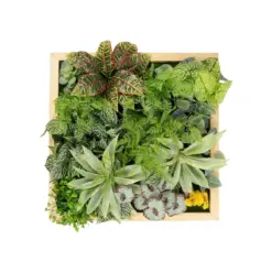 Alternative view of GloboStar® Artificial Garden VARIOUS PLANT 20641 Τεχνητό Διακοσμητικό Φυλλωσιάς σε Ξύλινο Πάνελ - Κάθετος Κήπος Μιξ Μ60 x Π60 x Υ32cm