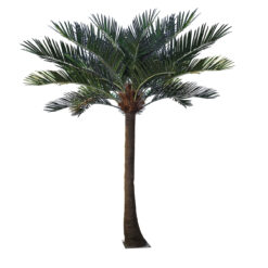 Alternative view of GloboStar® Artificial Garden COCONUT PALM TREE 20594 Τεχνητό Διακοσμητικό Φοινικόδεντρο Κοκοφοίνικας Υ500cm