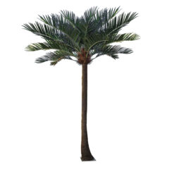 Alternative view of GloboStar® Artificial Garden COCONUT PALM TREE 20595 Τεχνητό Διακοσμητικό Φοινικόδεντρο Κοκοφοίνικας Υ600cm