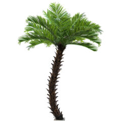 Alternative view of GloboStar® Artificial Garden PHOENIX ROEBELENII PALM TREE 20596 Τεχνητό Διακοσμητικό Φυτό Φοινικόδεντρο Ρομπελίνι Εξωτερικού Χώρου IP68 UV Certified Protection Υ500cm