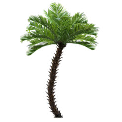 Alternative view of GloboStar® Artificial Garden PHOENIX ROEBELENII PALM TREE 20597 Τεχνητό Διακοσμητικό Φυτό Φοινικόδεντρο Ρομπελίνι Εξωτερικού Χώρου IP68 UV Certified Protection Υ600cm