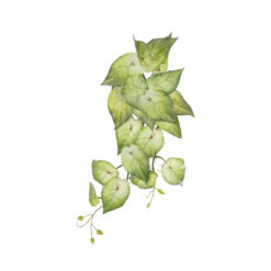 Alternative view of GloboStar® Artificial Garden SYNGONIUM HANGING PLANT 20598 Τεχνητό Διακοσμητικό Κρεμαστό Φυτό Συγκόνιο Υ50cm