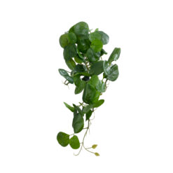 Alternative view of GloboStar® Artificial Garden HANGING PEPEROMIA 20599 Τεχνητό Διακοσμητικό Κρεμαστό Φυτό Πεπερόμια Μ30 x Π31 x Υ50cm