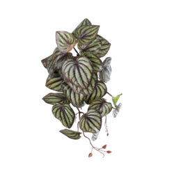 Alternative view of GloboStar® Artificial Garden PEPEROMIA HANGING PLANT 20602 Τεχνητό Διακοσμητικό Κρεμαστό Φυτό Πεπερόμια Υ45cm
