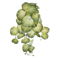 Alternative view of GloboStar® Artificial Garden SYNGONIUM HANGING PLANT 20607 Τεχνητό Διακοσμητικό Κρεμαστό Φυτό Συγκόνιο Υ45cm