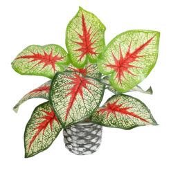 Alternative view of GloboStar® Artificial Garden CALADIUM 20891 Τεχνητό Διακοσμητικό Φυτό Τροπικό Φυτό Καλάδιο Φ40 x Υ33cm
