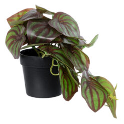 Alternative view of GloboStar® Artificial Garden BROWN PEPEROMIA PLANT 20952 Διακοσμητικό Φυτό Καφέ Πεπερόμια Φ23 x Υ16cm