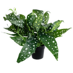 Alternative view of GloboStar® Artificial Garden BEGONIA POLKA DOT PLANT 20959 Διακοσμητικό Φυτό Βιγόνια Φ50 x Υ22cm