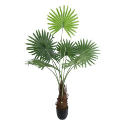 Alternative view of GloboStar® Artificial Garden SERENOA PALM PLANT 20971 Διακοσμητικό Φυτό Φοίνικα Σερενόα Φ60 x Υ140cm