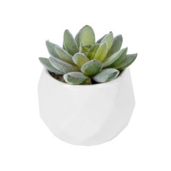 Alternative view of GloboStar® Artificial Garden SUCCULENT SEDEVERIA POTTED PLANT 20987 Διακοσμητικό Φυτό Σεδεβέρια Φ7 x Υ7,5cm