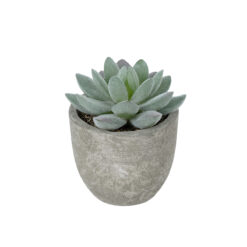 Alternative view of GloboStar® Artificial Garden SUCCULENT SEDEVERIA POTTED PLANT 21016 Διακοσμητικό Φυτό Σεδεβέρια  Φ7 x Υ8cm