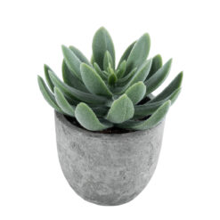 Alternative view of GloboStar® Artificial Garden SUCCULENT SEDEVERIA 21025 Διακοσμητικό Φυτό Παχύφυτο Σεντεβέρια Υ10.5cm