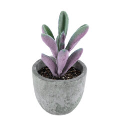 Alternative view of GloboStar® Artificial Garden SUCCULENT CRASULLA 21031 Διακοσμητικό Φυτό Παχύφυτο Κράσουλα Υ11cm