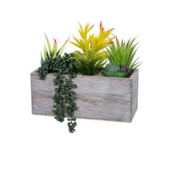 Alternative view of GloboStar® Artificial Garden SUCCULENT VARIUS PLANT POTTED 21034 Διακοσμητικό Φυτό Μίξ Μ23 x Π13 x Υ23cm