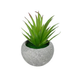 Alternative view of GloboStar® Artificial Garden AIR PLANT TILLANDSIA POTTED PLANT 21036 Διακοσμητικό Φυτό Τιλάντσια Φ12 x Υ15cm