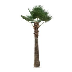 Alternative view of GloboStar® Artificial Garden PLANT PALM TREE 21055 Διακοσμητικό Δέντρο Φοίνικα  Φ240 x Υ400cm