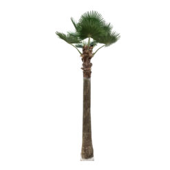 Alternative view of GloboStar® Artificial Garden PLANT PALM TREE 21056 Διακοσμητικό Δέντρο Φοίνικα  Φ240 x Υ500cm