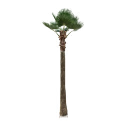 Alternative view of GloboStar® Artificial Garden PLANT PALM TREE 21057 Διακοσμητικό Δέντρο Φοίνικα  Φ240 x Υ600cm