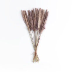Alternative view of GloboStar® Artificial Garden REAL DRIED BROWN PAMPAS GRASS BUNCH 21215 Αποξηραμένο Διακοσμητικό Μπουκέτο Pampas Kάφε Y50cm - Σετ 15 τμχ
