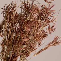 Alternative view of GloboStar® CYPERUS 36500 Αποξηραμένο Φυτό Κύπειρος - Μπουκέτο Διακοσμητικών Κλαδιών Μπεζ - Καφέ Υ60cm - Σετ 50 τμχ