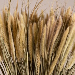 Alternative view of GloboStar® PENNISETUM 36503 Αποξηραμένο Φυτό Πεννήσιο - Μπουκέτο Διακοσμητικών Κλαδιών Μπεζ - Πράσινο Υ60cm - Σετ 100 τμχ