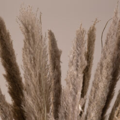 Alternative view of GloboStar® PAMPASGRASS 36511 Αποξηραμένο Φυτό Γρασίδι της Πάμπας - Μπουκέτο Διακοσμητικών Κλαδιών Καφέ - Γκρι Υ80cm - Σετ 10 τμχ