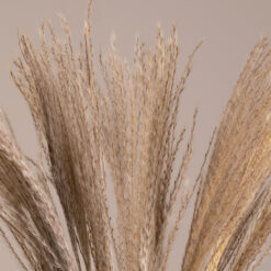 Alternative view of GLOBOSTAR® MISCANTHUS 36535 Αποξηραμένο Διακοσμητικό Μπουκέτο Μίσχανθος - Μπεζ - Μ20 x Π20 x Υ60cm - Πακέτο 20 Τεμαχίων