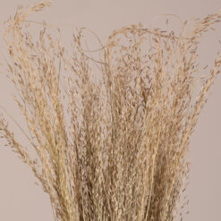 Alternative view of GloboStar® SILVERHAIRGRASS 36545 Αποξηραμένο Φυτό Ασημένια Χλόη - Μπουκέτο Διακοσμητικών Κλαδιών Μπεζ Υ60cm - Σετ 100 τμχ