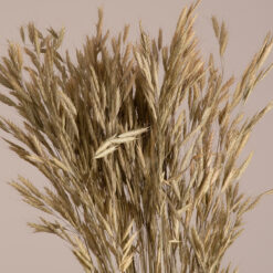 Alternative view of GloboStar® WHEAT 36548 Αποξηραμένο Φυτό Σίτος - Μπουκέτο Διακοσμητικών Κλαδιών Μπεζ - Πράσινο Υ60cm - Σετ 50 τμχ