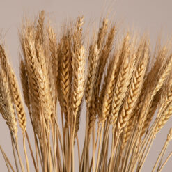 Alternative view of GLOBOSTAR® BARLEY 36551 Αποξηραμένο Διακοσμητικό Μπουκέτο Κριθάρι - Μπεζ - Μ20 x Π20 x Υ60cm - Πακέτο 100 Τεμαχίων