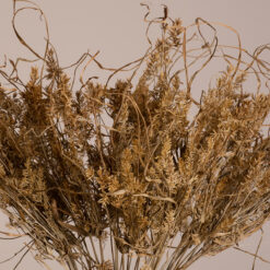 Alternative view of GloboStar® FERNGRASS 36556 Αποξηραμένο Φυτό Φτερόχορτο - Μπουκέτο Διακοσμητικών Κλαδιών Μπεζ Υ60cm - Σετ 50 τμχ