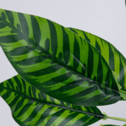 Alternative view of GloboStar® ZEBRA PLANT 78221 Τεχνητό Φυτό Ζέβρα - Μπουκέτο Διακοσμητικών Φυτών - Κλαδιών με Φύλλωμα Πράσινο Υ16cm