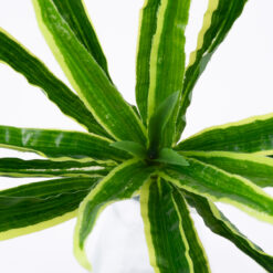 Alternative view of GloboStar® GREEN DRACAENA 78233 Τεχνητό Φυτό Δράκαινα Πράσινη - Μπουκέτο Διακοσμητικών Φυτών - Κλαδιών με Φύλλωμα Πράσινο Υ47cm