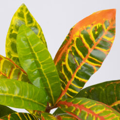 Alternative view of GloboStar® MIXED CROTON 78235 Τεχνητό Φυτό Κρότωνας Μιξ - Μπουκέτο Διακοσμητικών Φυτών - Κλαδιών με Φύλλωμα Πράσινο - Πορτοκαλί - Κίτρινο Υ35cm
