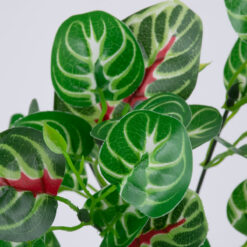 Alternative view of GloboStar® IRESINE PLANT 78237 Τεχνητό Φυτό Αιμόφυλλο - Μπουκέτο Διακοσμητικών Φυτών - Κλαδιών με Φύλλωμα Πράσινο - Κόκκινο Υ35cm