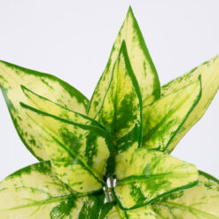 Alternative view of GloboStar® GOLDEN POTHOS 78278 Τεχνητό Φυτό Χρυσός Πόθος - Μπουκέτο Διακοσμητικών Φυτών - Κλαδιών με Φύλλωμα Πράσινο - Κίτρινο Υ26cm