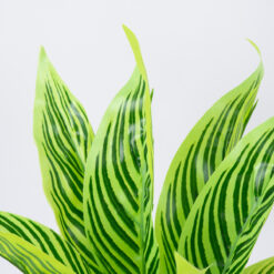 Alternative view of GloboStar® PEACOCK PLANT L.GREEN 78287 Τεχνητό Φυτό Καλαθέα Α.Πρ. - Μπουκέτο Διακοσμητικών Φυτών - Κλαδιών με Φύλλωμα Πράσινο Υ30cm