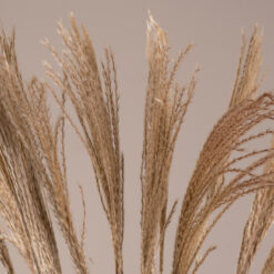 Alternative view of GloboStar® MISCANTHUS 36539 Αποξηραμένο Φυτό Μίσχανθος - Μπουκέτο Διακοσμητικών Κλαδιών Μπεζ Υ140cm - Σετ 10 τμχ